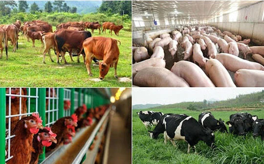 Giữ vững đà tăng trưởng chăn nuôi năm 2021