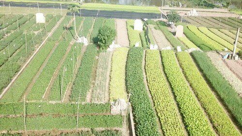 Thị xã Sơn Tây đẩy mạnh phát triển các vùng sản xuất nông nghiệp hàng hóa