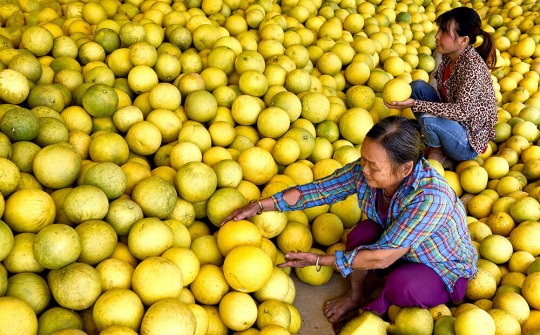 Bưởi Soi Hà: Tự hào thương hiệu Việt