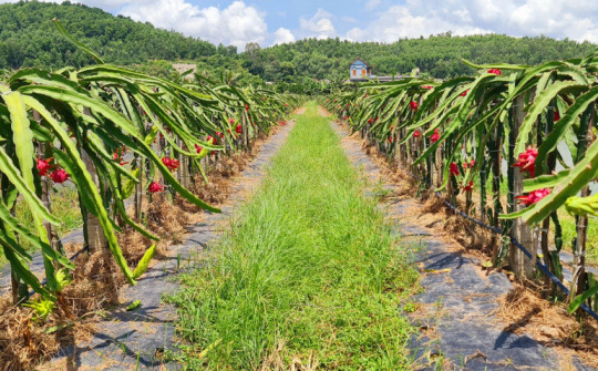 Ngành nông nghiệp Quảng Ninh: Giữ vững đà tăng trưởng
