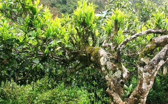 Chè Shan tuyết - Món quà tinh túy từ thiên nhiên