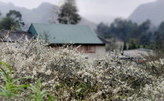Khám phá vùng cao nguyên trắng - Bắc Hà