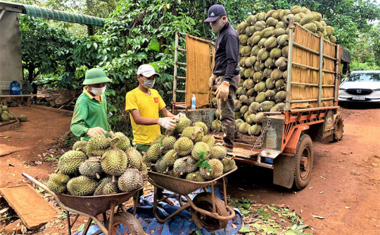 Kết nối thị trường để tiêu thụ nông sản