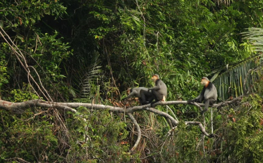 Rừng Kon Plong - Kon Tum:  Ngôi nhà chung của các loài linh trưởng quý hiếm