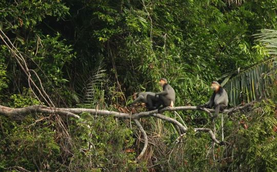 Rừng Kon Plong - Kon Tum:  Ngôi nhà chung của các loài linh trưởng quý hiếm