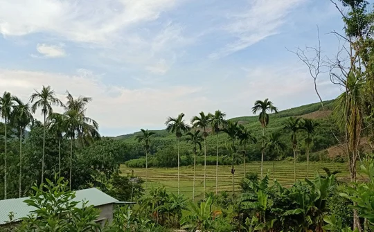 Muôn nẻo đường Cau 