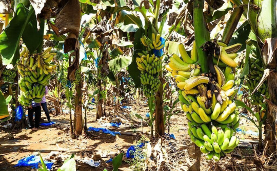 Chậm được xuất khẩu do Covid-19, hàng nghìn tấn chuối của nông dân phải đổ bỏ hoặc làm phân hữu cơ