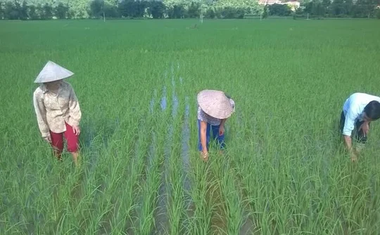 Huyện Bảo Yên: Vừa phòng chống dịch, vừa phục hồi, duy trì phát triển kinh tế - xã hội