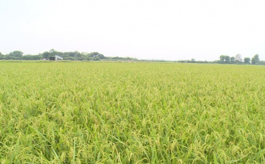 Huyện Phúc Thọ: Khuyến khích bố trí mỗi xứ đồng một chốt kiểm tra y tế vào vụ mùa