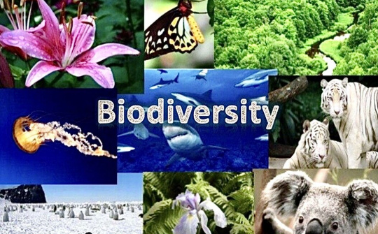 Dư luận xung quanh hội nghị thượng đỉnh về đa dạng sinh học lớn nhất thế giới