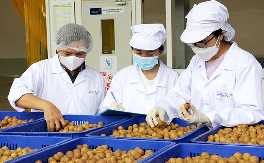 “Thông đường” cho nông sản miền bắc