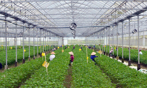 Thành lập Khu nông nghiệp ứng dụng công nghệ cao Quảng Ninh