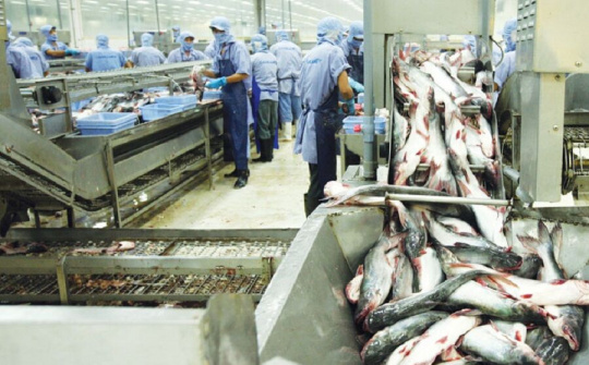 Xuất khẩu cá tra sang Trung Quốc tăng mạnh dịp cuối năm