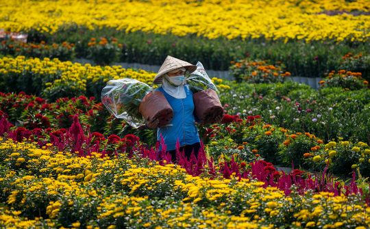 Tiền Giang: Làng hoa Mỹ Phong nhộn nhịp những ngày cận Tết
