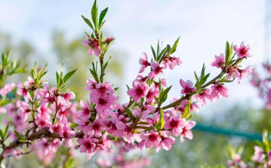 Chính phủ ban hành Chương trình phục hồi và phát triển kinh tế - xã hội