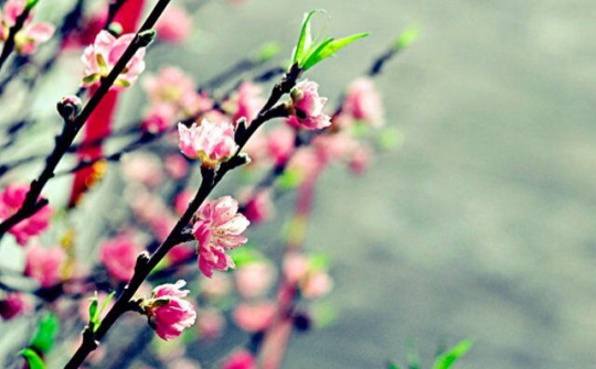 Mang thông điệp của Mùa Xuân VIỆT NAM HỘI NHẬP