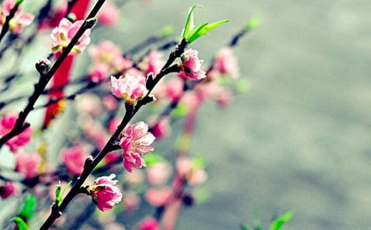 Mang thông điệp của Mùa Xuân VIỆT NAM HỘI NHẬP