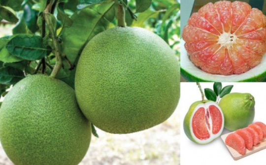 Bưởi Việt Nam chính thức được vào thị trường Mỹ