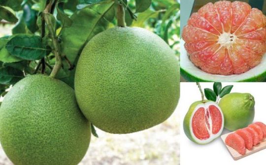 Bưởi Việt Nam chính thức được vào thị trường Mỹ