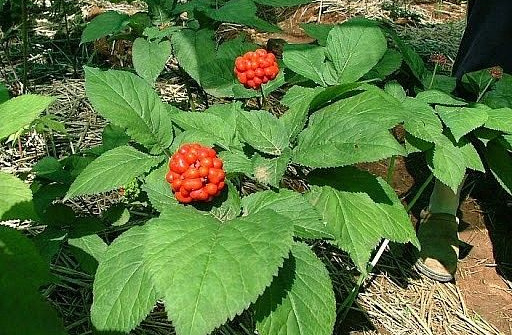 Sâm Ngọc Linh: “Nhân sâm” được xem là Quốc bảo của Việt Nam