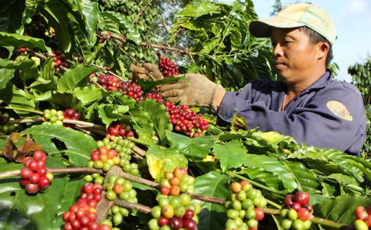 Đắk Lắk: Nhiều tín hiệu tích cực về tình hình kinh tế - xã hội trong 10 tháng đầu năm