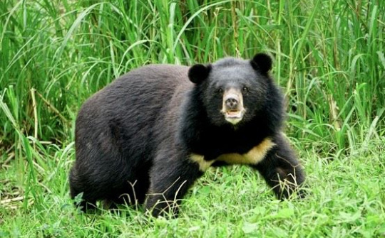 Cơ sở bảo tồn gấu Ninh Bình: Kỷ niệm 5 năm chuyến cứu hộ gấu đầu tiên