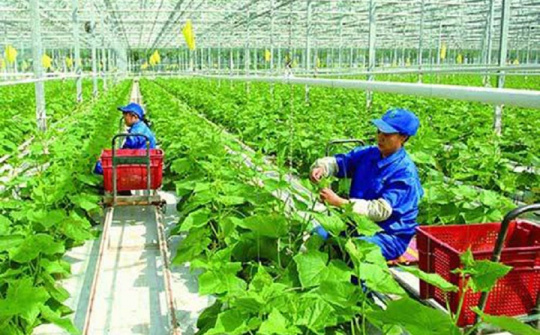 HTX ứng dụng công nghệ cao vào sản xuất (Bài 2) Hỗ trợ các HTX ứng dụng KHCN vào sản xuất