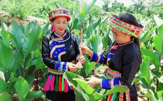 HTX ứng dụng khoa học công nghệ cao vào sản xuất (Bài 1) Tiên phong làm nông nghiệp công nghệ cao