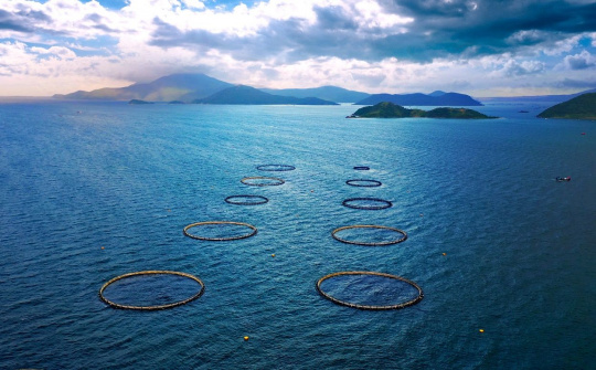 Australis Aquaculture Vietnam Ltd: Positioning itself in the aquaculture industry