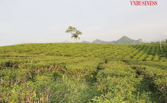 OCOP nâng chất cho các HTX tỉnh Tuyên Quang (Bài 3): Đồng hành cùng HTX