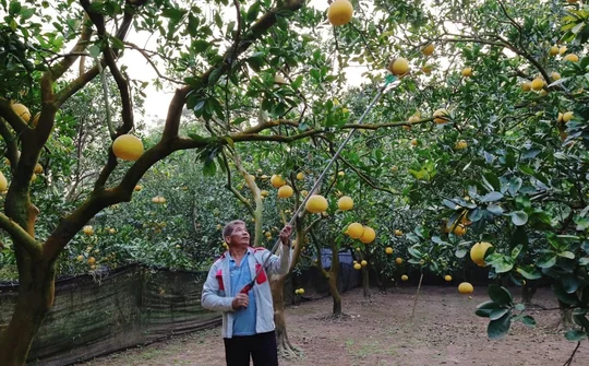 Thủ phủ bưởi Diễn tất bật bán vụ Tết