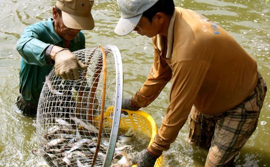 Tổ chức Lễ hội cá tra lần thứ nhất năm 2022 tại Đồng Tháp