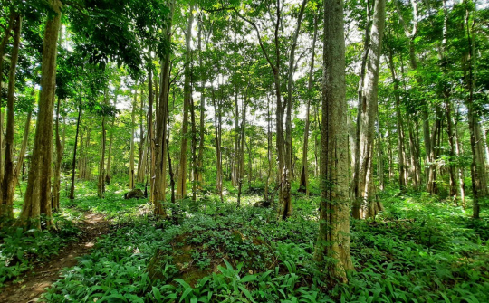 BQL VQG Chư Mom Ray: Nỗ lực giữ gìn “lá phổi xanh” vùng Bắc Tây Nguyên