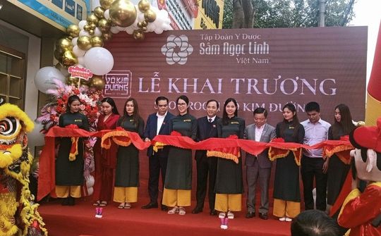 Sâm quý hiếm Ngọc Linh (Võ Kim Đường) xuất hiện tại Hà Tĩnh