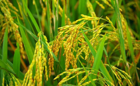Làm sao để phát triển ngành lúa gạo theo định hướng hiện đại, tuần hoàn, phát thải thấp?