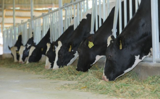 Tập đoàn TH bàn giao bò sữa HF thuần chủng cho nông dân Lâm Đồng