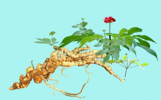 Sâm Ngọc Linh phải thành sản phẩm Quốc bảo