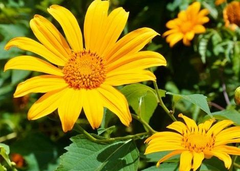 Ngắm trọn vẻ đẹp “ngọt ngào” của loài hoa dã quỳ ngay “giữa lòng” Thủ đô