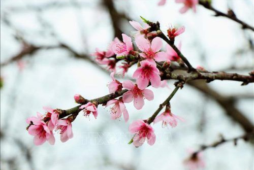 Dân tộc anh hùng, Đảng quang vinh, Bác Hồ vĩ đại và khát vọng mùa Xuân