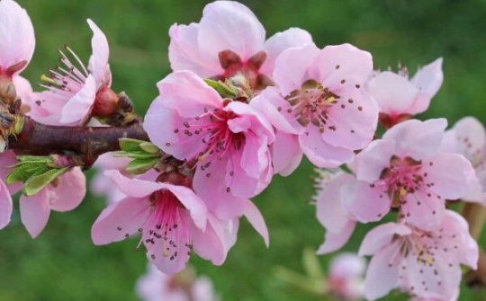 Sự gắn kết và sức mạnh của tình nhân ái là tiền đề vững bước tiến vào năm 2022