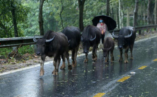 Lào Cai: Du khách “săn tuyết” người dân “trốn rét”