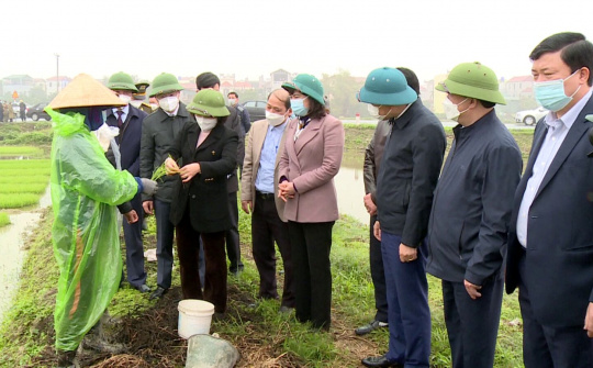 Bắc Ninh: Chủ tịch UBND tỉnh kiểm tra, động viên sản xuất đầu Xuân