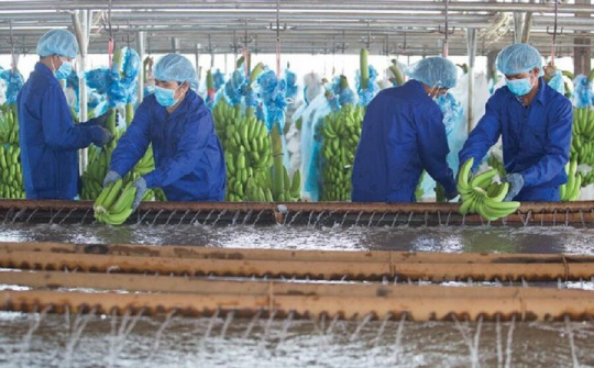 HNG lỗ thêm hơn 1.100 tỷ đồng trong năm 2021