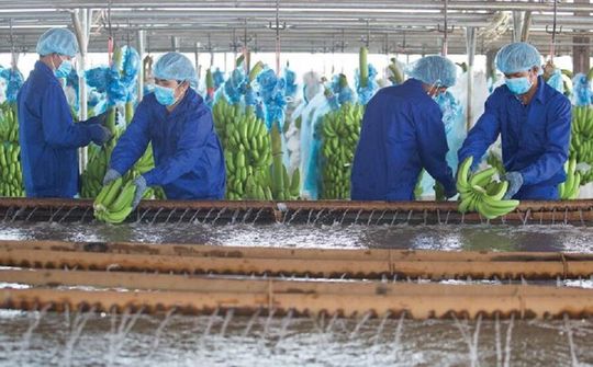 HNG lỗ thêm hơn 1.100 tỷ đồng trong năm 2021