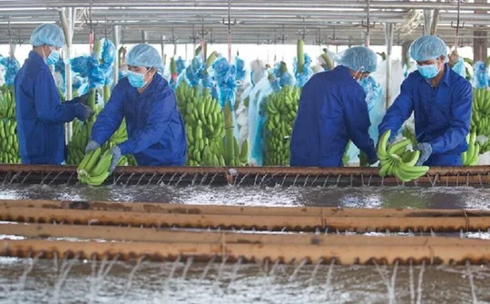 HNG lỗ thêm hơn 1.100 tỷ đồng trong năm 2021