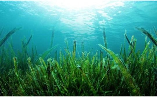 Những công dụng tuyệt vời của tảo xoắn Spirulina