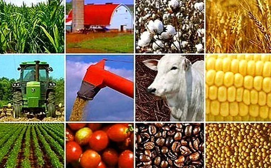 Kiên định con đường 'xanh' vì tương lai bền vững