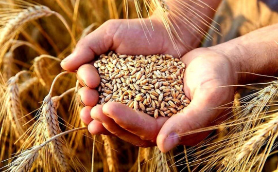 An ninh lương thực quốc gia phải gắn với việc cơ cấu lại nền kinh tế