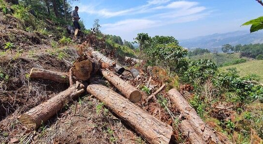 Phó Thủ tướng yêu cầu xử lý nghiêm tình trạng phá rừng, lấn chiếm đất rừng tại Lâm Đồng