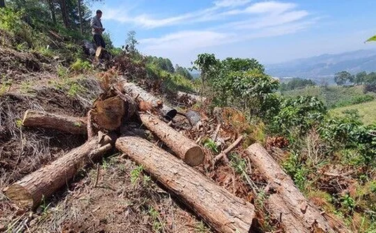 Phó Thủ tướng yêu cầu xử lý nghiêm tình trạng phá rừng, lấn chiếm đất rừng tại Lâm Đồng